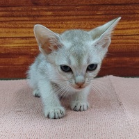 ペッツマックス唐津店