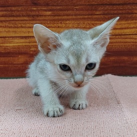 125449 シンガプーラ