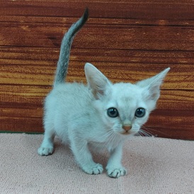 125448 シンガプーラ