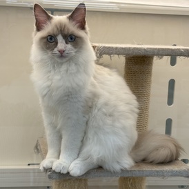 125287 ラグドール