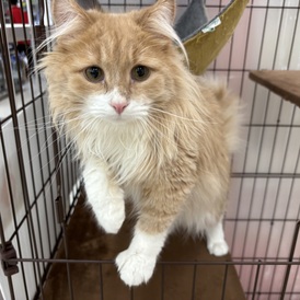 125155 ノルウェージャン・フォレスト・キャット