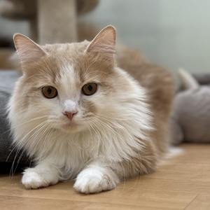 125159 サイベリアン