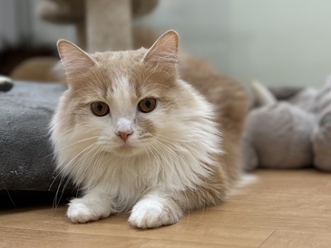 125159 サイベリアン