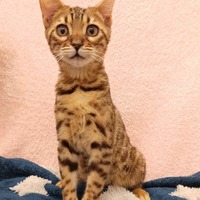 ペットアミ伊万里店