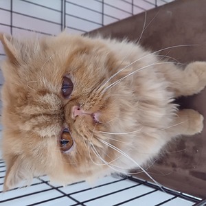 125166 エキゾチック