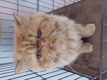 125166 エキゾチック