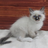 ペットアミ周船寺店