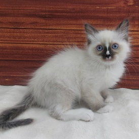 126004 ラグドール