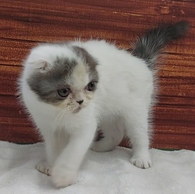 126005 スコティッシュフォールド