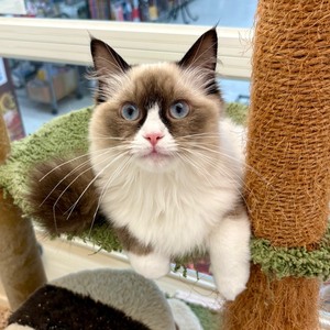 125402 ラグドール