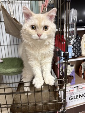 125223 セルカークレックス