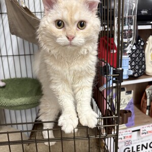 125223 セルカークレックス