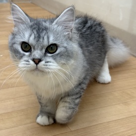 125378 ラガマフィン