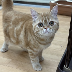 125408 エキゾチック