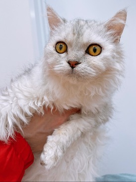 125226 セルカークレックス