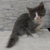 ノルウェージャンフォレストキャット