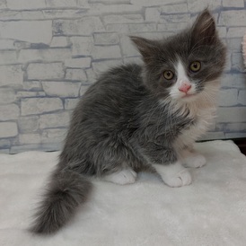 126050 ノルウェージャンフォレストキャット