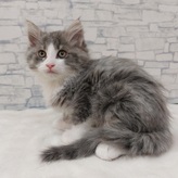 ノルウェージャンフォレストキャット