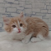 ノルウェージャンフォレストキャット