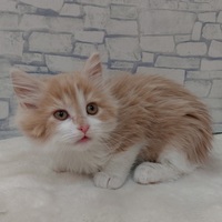 ペットアミ伊万里店