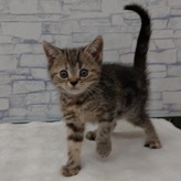 アメリカンショートヘア