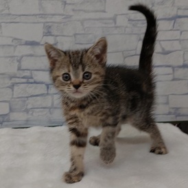 126066 アメリカンショートヘア