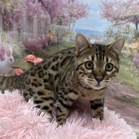 ペットアミ伊万里店