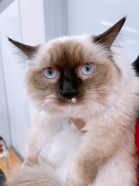 125314 ラグドール