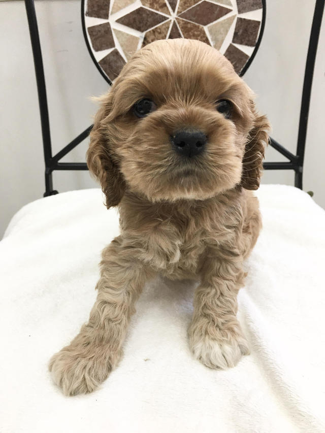 アメリカンコッカースパニエル 犬の販売 唐津ケンネル 犬 猫 小動物いろんなペットに出会えるペットショップ アメリカンコッカースパニエル 犬の販売 唐津ケンネル 犬 猫 小動物いろんなペットに出会えるペットショップ