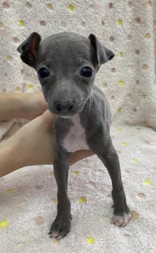 イタリアングレーハウンド | 犬の販売 | 唐津ケンネル｜犬・猫・小動物