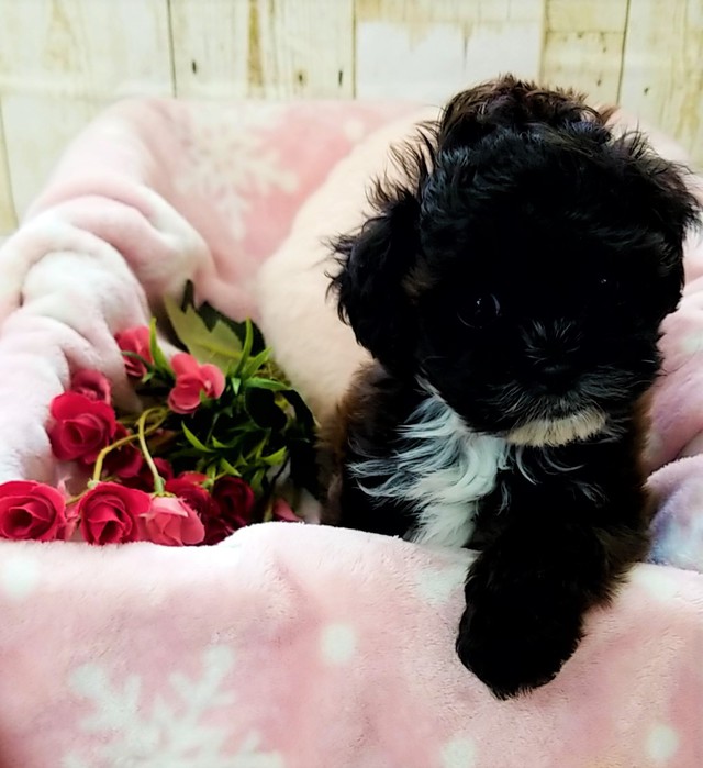 Mix トイプードル シーズー 犬の販売 唐津ケンネル 犬 猫 小動物いろんなペットに出会えるペットショップ Mix トイプードル シーズー 犬の販売 唐津ケンネル 犬 猫 小動物いろんなペットに出会えるペットショップ