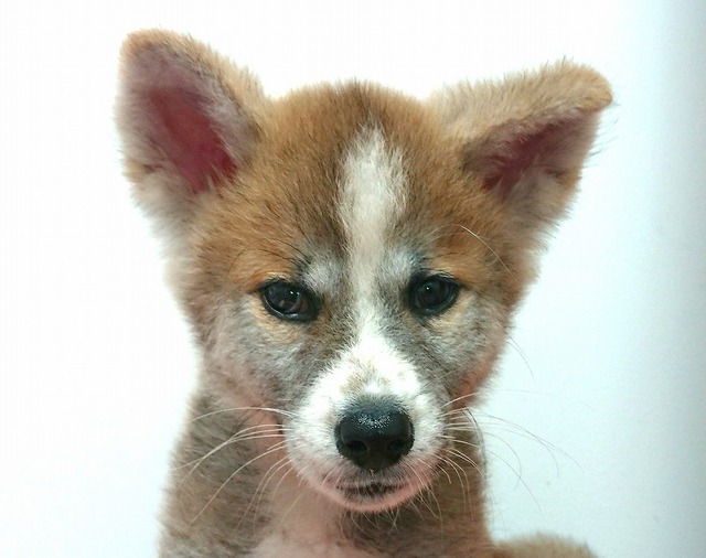 秋田犬 犬の販売 唐津ケンネル 犬 猫 小動物いろんなペットに出会えるペットショップ 秋田犬 犬の販売 唐津ケンネル 犬 猫 小動物いろんなペットに出会えるペットショップ