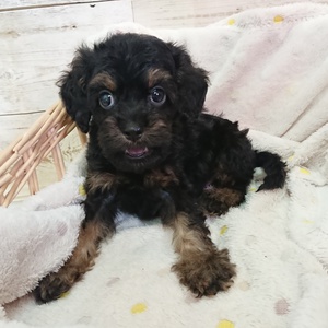 犬の販売 ペッツマックス唐津店 唐津ケンネル 犬 猫 小動物いろんなペットに出会えるペットショップ 犬の販売 ペッツマックス唐津店 唐津ケンネル 犬 猫 小動物いろんなペットに出会えるペットショップ