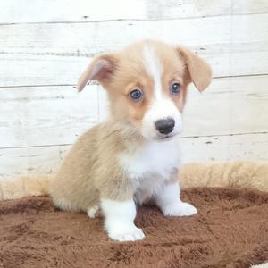 犬の販売 ペッツマックス唐津店 唐津ケンネル 犬 猫 小動物いろんなペットに出会えるペットショップ