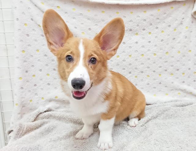 ウェルシュコーギーペンブローク 犬の販売 唐津ケンネル 犬 猫 小動物いろんなペットに出会えるペットショップ