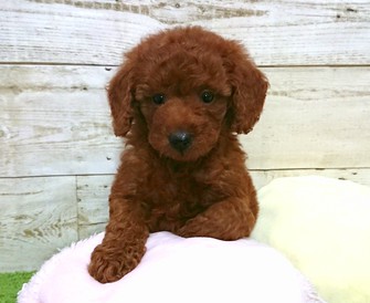 122259  トイプードル