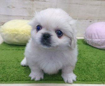 122269　ペキニーズ