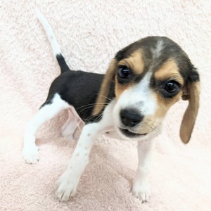 犬の販売 ペッツマックス唐津店 唐津ケンネル 犬 猫 小動物いろんなペットに出会えるペットショップ 犬の販売 ペッツマックス唐津店 唐津ケンネル 犬 猫 小動物いろんなペットに出会えるペットショップ