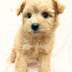 犬の販売 ペッツマックス唐津店 唐津ケンネル 犬 猫 小動物いろんなペットに出会えるペットショップ 犬の販売 ペッツマックス唐津店 唐津ケンネル 犬 猫 小動物いろんなペットに出会えるペットショップ