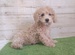 123035 マルプー(マルチーズ×トイプードル)