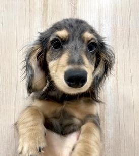 123052 ミニチュアダックスフンド