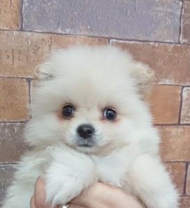 123079　ポメラニアン
