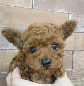 123083 トイプードル