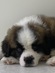 123070 セントバーナード