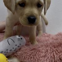 ペットアミ伊万里店