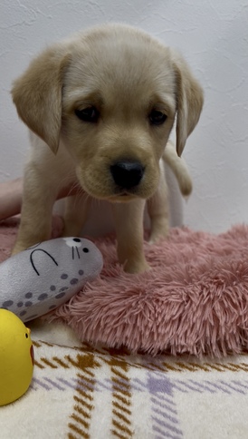 125461 ラブラドールレトリーバー