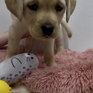 125461 ラブラドールレトリーバー