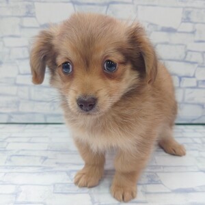 とても珍しい仔犬の伊万里