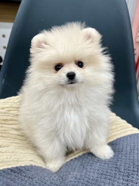 124499 ポメラニアン