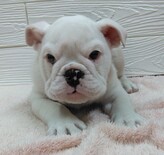 ブルドッグ 　父親JKCチャンピオン！